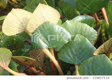 Water Chestnut tree plant on farm for harvest Water Chestnut tree plant on farm for harvest 119657519