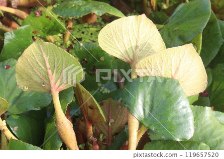 Water Chestnut tree plant on farm for harvest Water Chestnut tree plant on farm for harvest 119657520