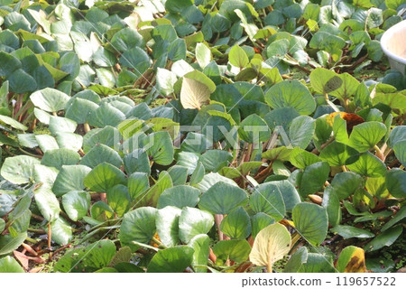 Water Chestnut tree plant on farm for harvest Water Chestnut tree plant on farm for harvest 119657522