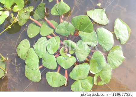 Water Chestnut tree plant on farm for harvest Water Chestnut tree plant on farm for harvest 119657523