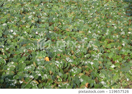 Water Chestnut tree plant on farm for harvest Water Chestnut tree plant on farm for harvest 119657526
