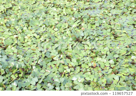 Water Chestnut tree plant on farm for harvest Water Chestnut tree plant on farm for harvest 119657527