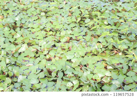 Water Chestnut tree plant on farm for harvest Water Chestnut tree plant on farm for harvest 119657528