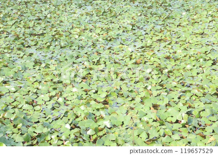Water Chestnut tree plant on farm for harvest 119657529