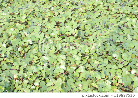 Water Chestnut tree plant on farm for harvest 119657530