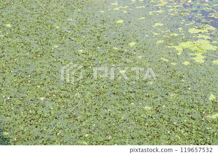Water Chestnut tree plant on farm for harvest Water Chestnut tree plant on farm for harvest 119657532