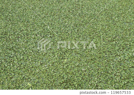 Water Chestnut tree plant on farm for harvest Water Chestnut tree plant on farm for harvest 119657533