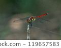 A male autumn darter moth resting on a withered stem 119657583