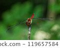 A male autumn darter moth resting on a withered stem 119657584