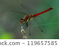 A male autumn darter moth resting on a withered stem 119657585