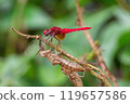 A bright red male scarlet dragonfly resting on a branch with the shells of two large nymphs still attached. 119657586