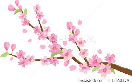 Cherry Blossoms	 119658179