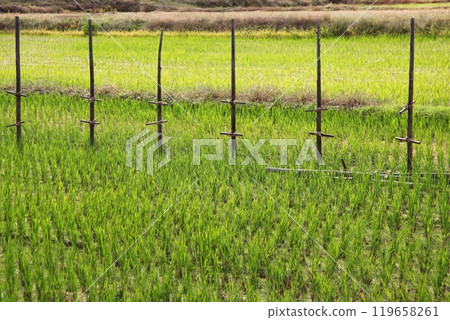 A pile where rice was hung to dry 119658261