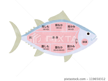 鮪魚部分說明圖解 119658312
