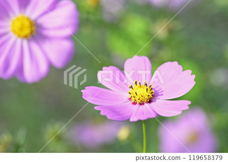 波斯菊花 波斯菊花 119658379