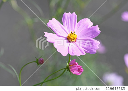Cosmos flowers 119658385