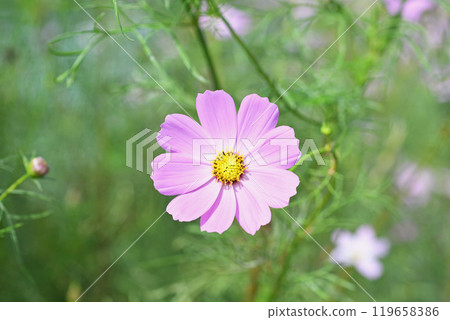 Cosmos flowers 119658386