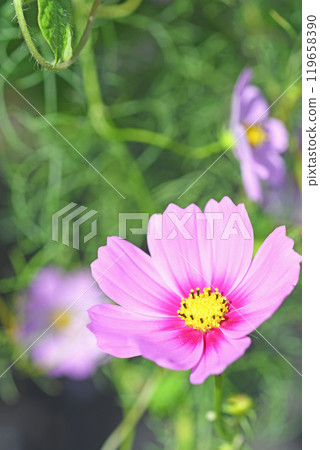 Cosmos flowers Cosmos flowers 119658390