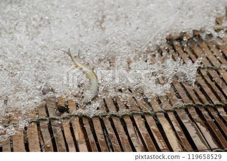 那珂川觀光、野生香魚捕撈、香魚的傳統捕撈方法 119658529