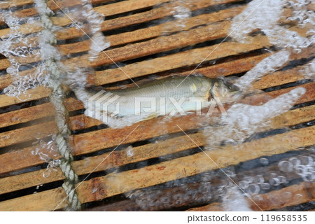 Nakagawa River Tourist Fishing Yard: Wild Ayu Fishing Yard: Traditional Ayu Fishing Method 119658535
