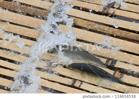 Nakagawa River Tourist Fishing Yard: Wild Ayu Fishing Yard: Traditional Ayu Fishing Method 119658538
