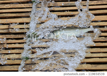 Nakagawa River Tourist Fishing Yard: Wild Ayu Fishing Yard: Traditional Ayu Fishing Method Nakagawa River Tourist Fishing Yard: Wild Ayu Fishing Yard: Traditional Ayu Fishing Method 119658539