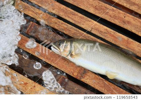 那珂川觀光、野生香魚捕撈、香魚的傳統捕撈方法 那珂川觀光、野生香魚捕撈、香魚的傳統捕撈方法 119658543