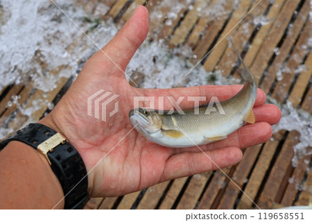 Wild sweetfish caught in a trap Wild sweetfish caught in a trap 119658551