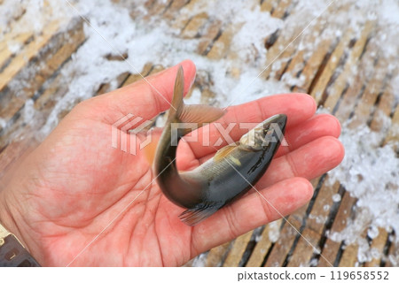 Wild sweetfish caught in a trap Wild sweetfish caught in a trap 119658552