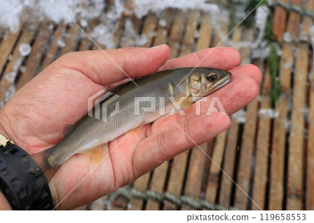 Wild sweetfish caught in a trap Wild sweetfish caught in a trap 119658553