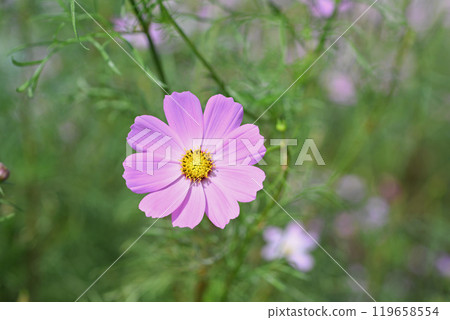 Cosmos flowers Cosmos flowers 119658554