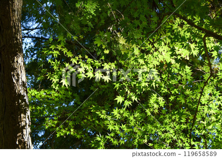 Blue sky and refreshing blue maple Blue sky and refreshing blue maple 119658589