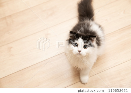 Scottish fold kitten looking at the camera Scottish fold kitten looking at the camera 119658651
