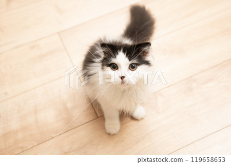 蘇格蘭折耳貓小貓坐著看著相機 119658653