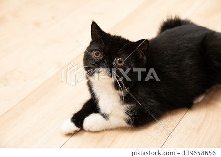 躺著的異國短毛貓 119658656