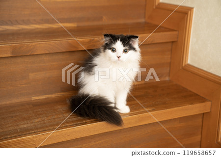 樓梯和蘇格蘭折耳貓小貓 119658657