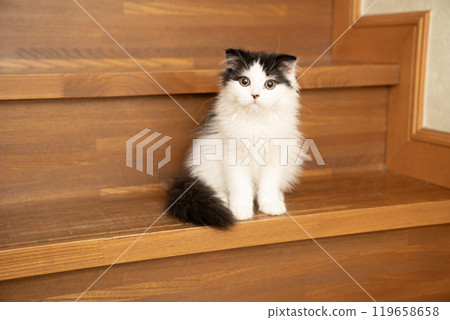 Stairs and Scottish Fold kitten 119658658