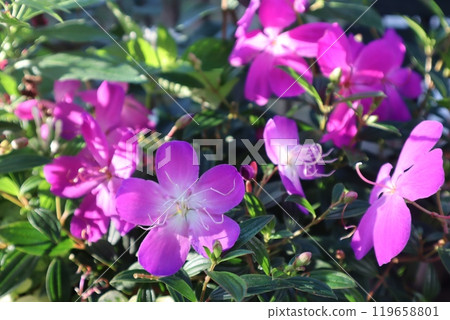 沐浴在清晨陽光下的諾布頓粉紅色花朵 沐浴在清晨陽光下的諾布頓粉紅色花朵 119658801