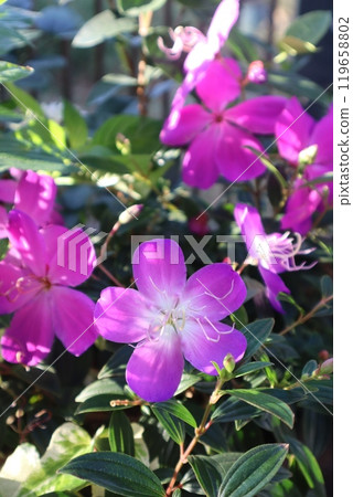 諾布頓的粉紅色花朵 諾布頓的粉紅色花朵 119658802