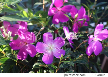 Pink Melastomataceae in full bloom Pink Melastomataceae in full bloom 119658804