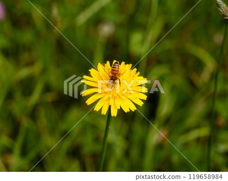 蜜蜂 119658984