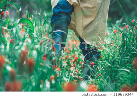 Strawberry candle flower picking Strawberry candle flower picking 119659344