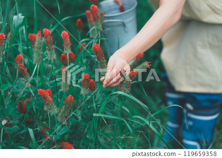 Strawberry candle flower picking Strawberry candle flower picking 119659358