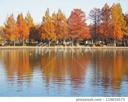 水杉與秋葉與反射 119659573