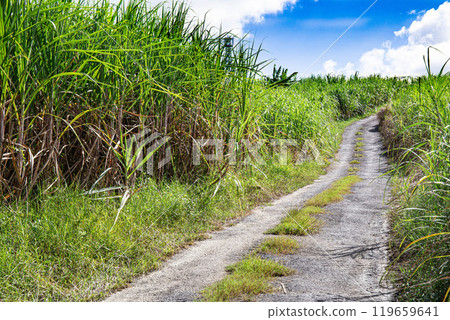 通往甘蔗田的路 119659641