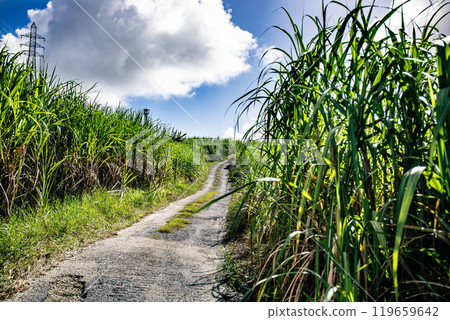 The road leading to the sugarcane fields 119659642