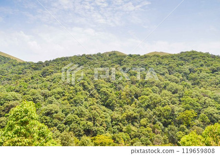 Hills with forest cover 119659808