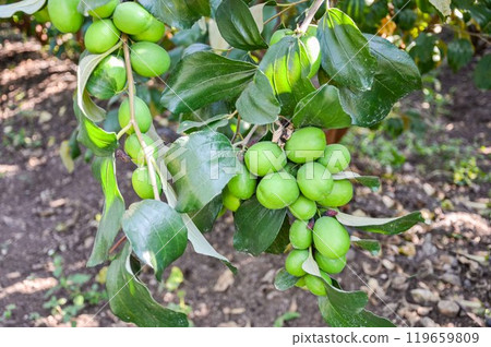 Apple Ber (jujube) 119659809
