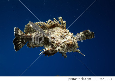 石魚、石魚、魚、鹹水魚、毒魚、虎魚、妖虎魚、自由軟鰩、游泳石魚 石魚、石魚、魚、鹹水魚、毒魚、虎魚、妖虎魚、自由軟鰩、游泳石魚 119659995