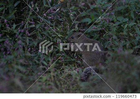 Cute little grey squirrel surrounded by a flower field 119660473